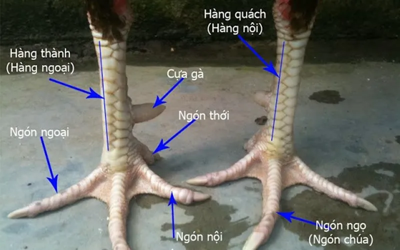 Xem vảy chân gà chọi giúp xác định khả năng chiến đấu của gàCác loại vảy chân gà chọi quý hiếm, giúp nhận diện chiến kê mạnh